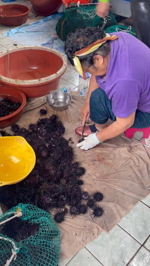 A Haenyeo diver opens sea urchins gathered by the diving collective that day, harvesting the valuable meat inside. Photo credit: Melissa Ilardo.